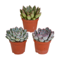 Echeveria mix zonder sierpot – Ø9 cm, 15 cm hoog