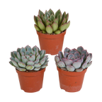 Echeveria mix zonder sierpot – Ø9 cm, 15 cm hoog