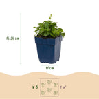 Campanula poscharskyana 'Lisduggan Variety' (klokke) – hvid – 12 planter, Ø11 cm, 15–25 cm høj