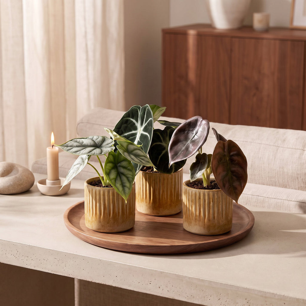 3× Baby Alocasia Tricolour (elefantøre) incl. Linnea Honey – Ø6 cm, 12 cm høj