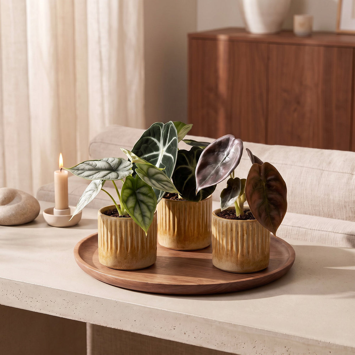 3× Baby Alocasia Tricolour (elefantøre) incl. Linnea Honey – Ø6 cm, 12 cm høj