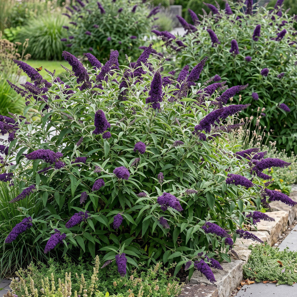 Buddleja davidii 'Black Night' (vlinderstruik) – paars – Ø17 cm, 45 cm hoog