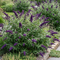 Buddleja davidii 'Black Night' (vlinderstruik) – paars – Ø17 cm, 45 cm hoog