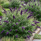 Buddleja davidii 'Black Night' (vlinderstruik) – paars – Ø17 cm, 45 cm hoog