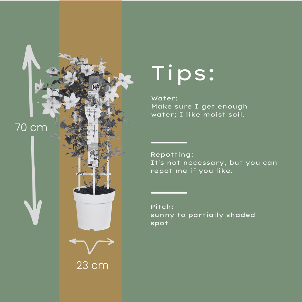 Clematis 'Garland Tsukiko' (Waldrebe) – Ø23 cm – Bild 8