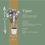 Clematis 'Garland Tsukiko' (Waldrebe) – Ø23 cm