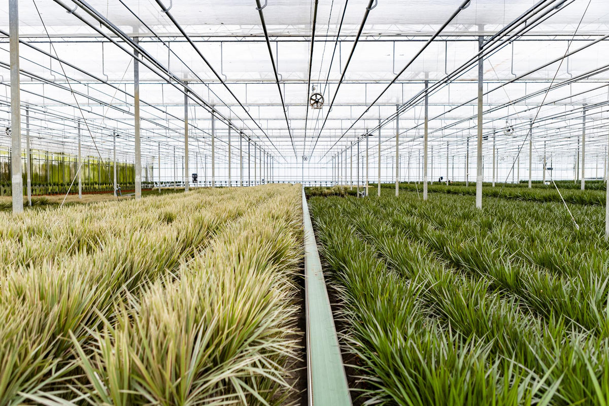 Dracaena marginata (arbre dragonnier) – Ø21 cm, 110 cm de haut
