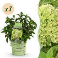 Hydrangea panniculata 'Groundbreaker Greeny' (hortensia paniculé) – crème – 8 plants, Ø14 cm, 20–25 cm de haut