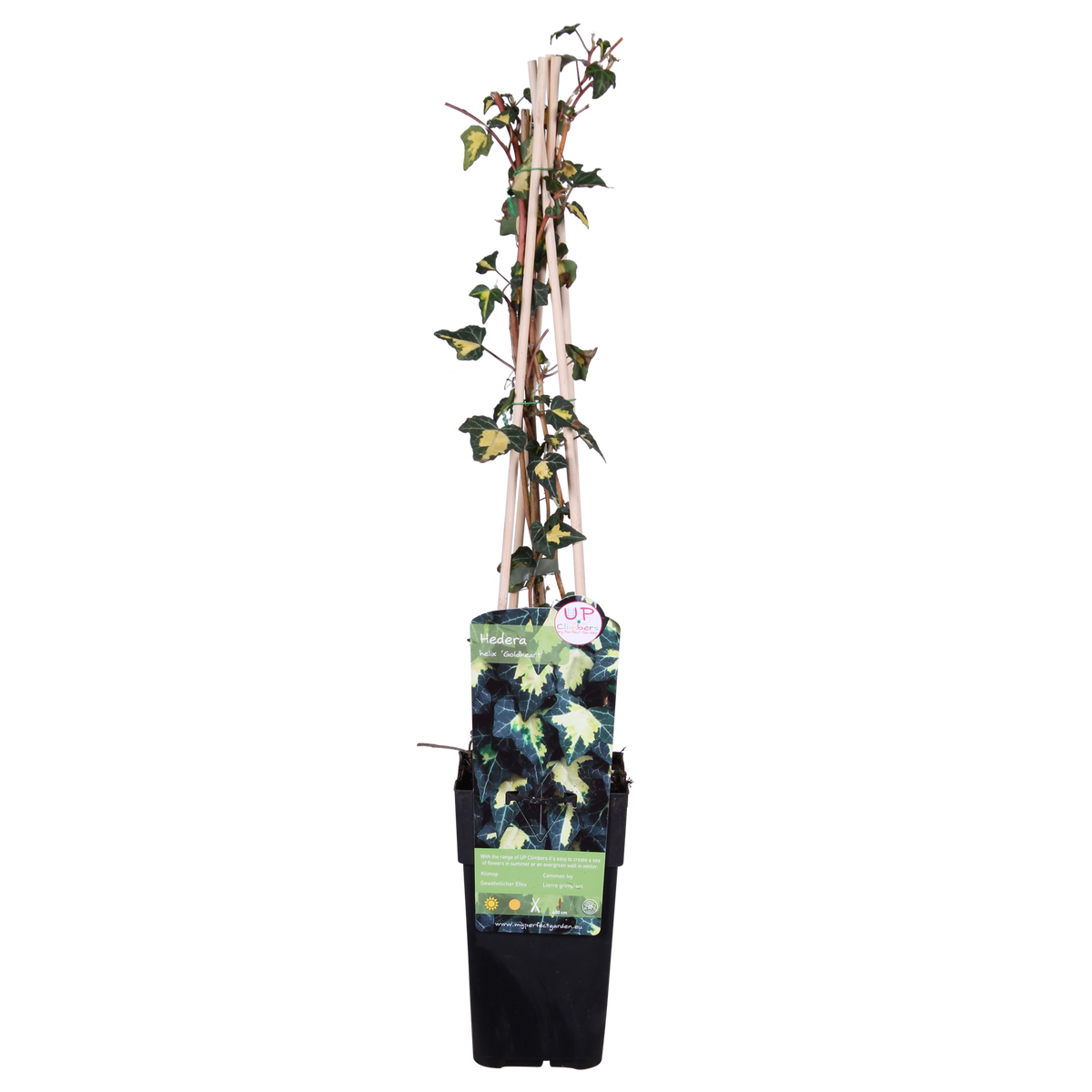 Hedera helix 'Goldheart' (klimop) – Ø15 cm, 65 cm hoog – foto 2