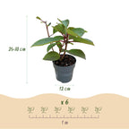 Hydrangea panniculata 'Living Infinity' (Rispenhortensie) – weiß – Ø12 cm, 20–30 cm hoch