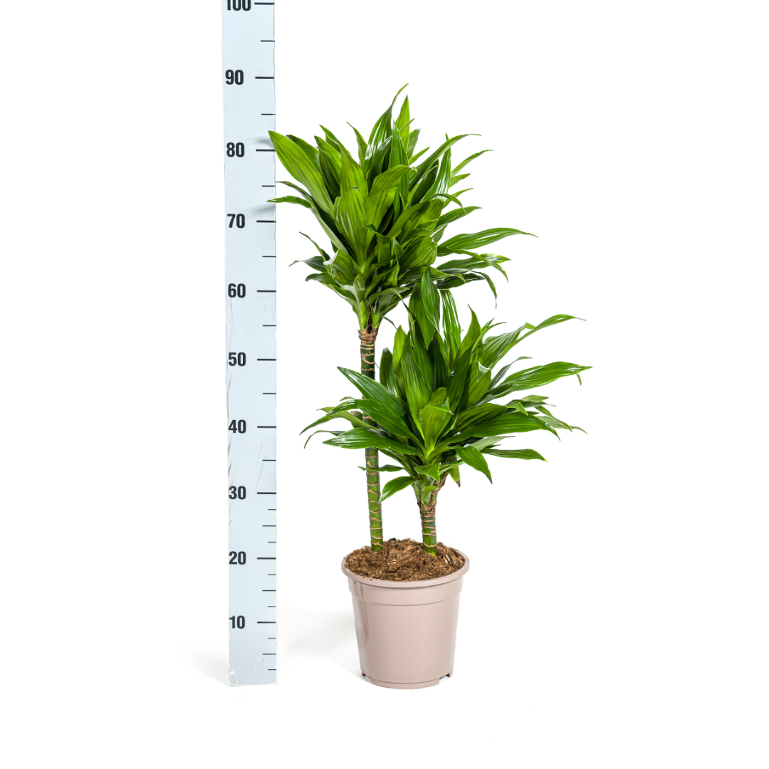 Dracaena Deremensis Green Jewel (drakenboom) – Ø19 cm, 70–90 cm hoog