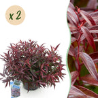 Leucothoe 'Burning Love' – rot – 2 Pflanzen, Ø17 cm, 45 cm hoch