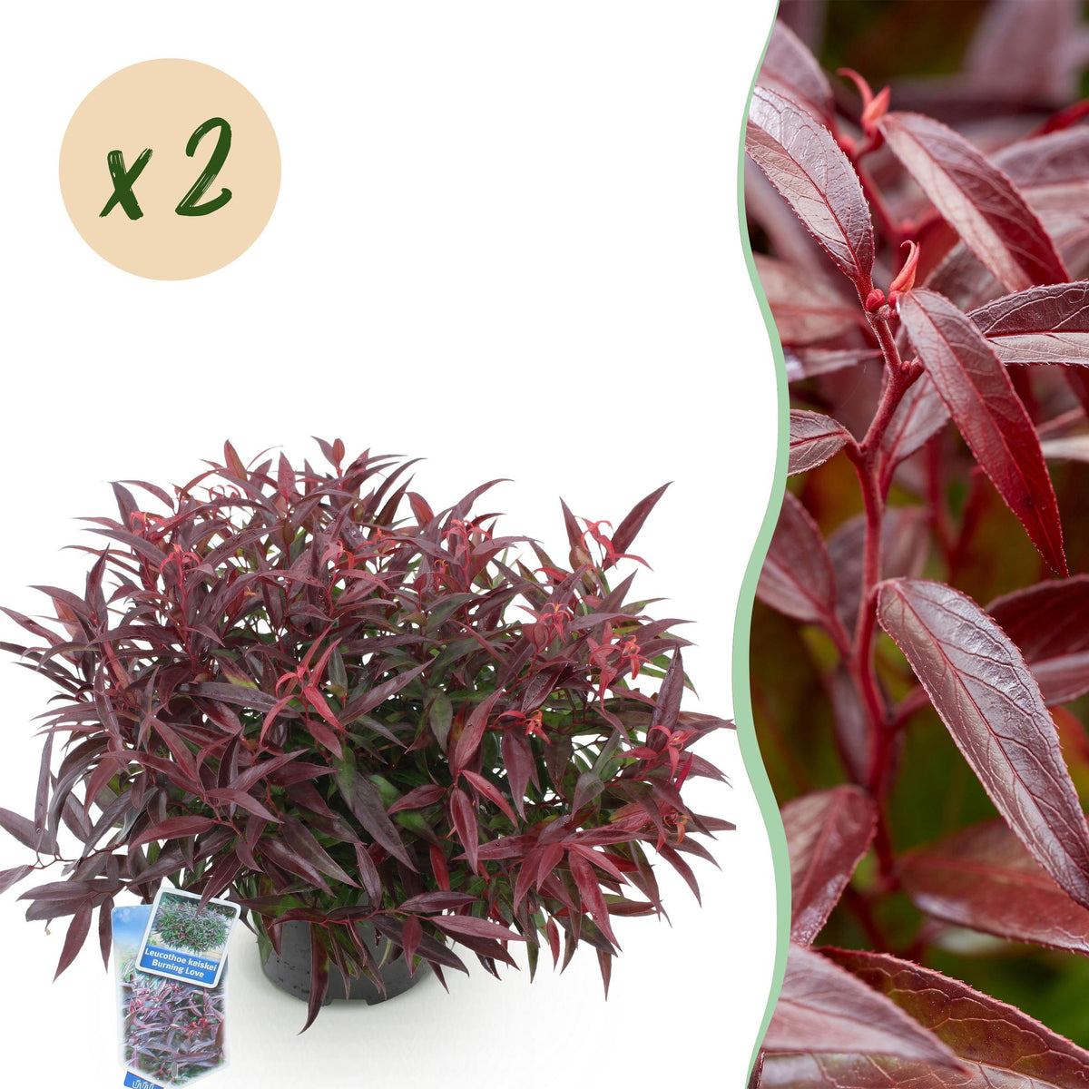 Leucothoe 'Burning Love' – rot – 2 Pflanzen, Ø17 cm, 45 cm hoch