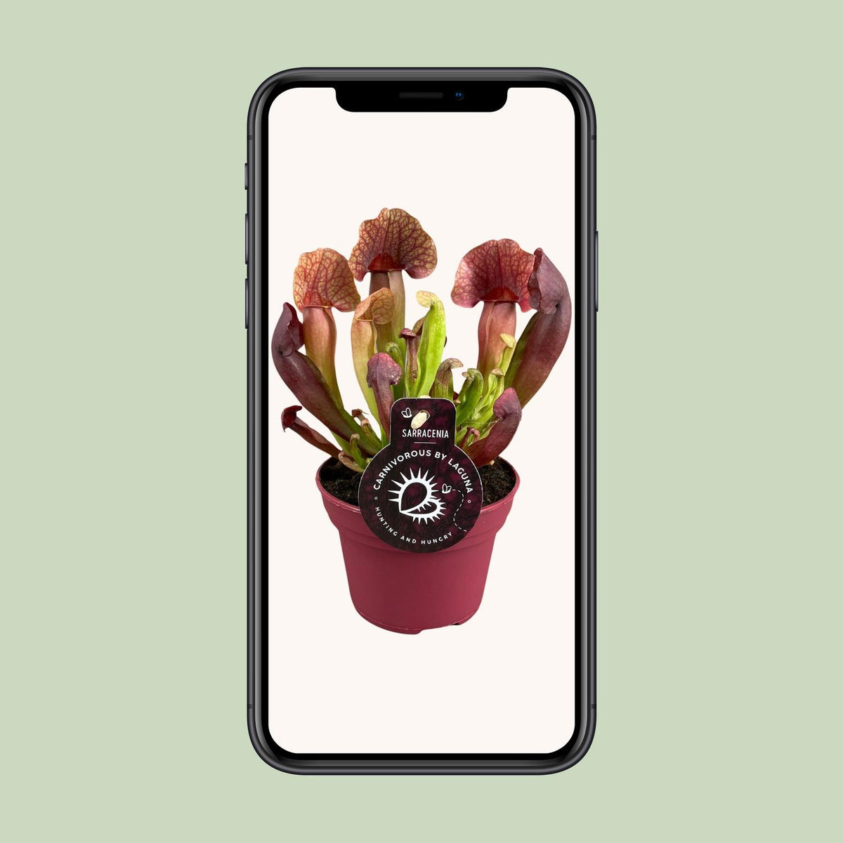 Sarracenia Catesbaei (trompetbægerplante) – Ø12 cm, 23 cm høj