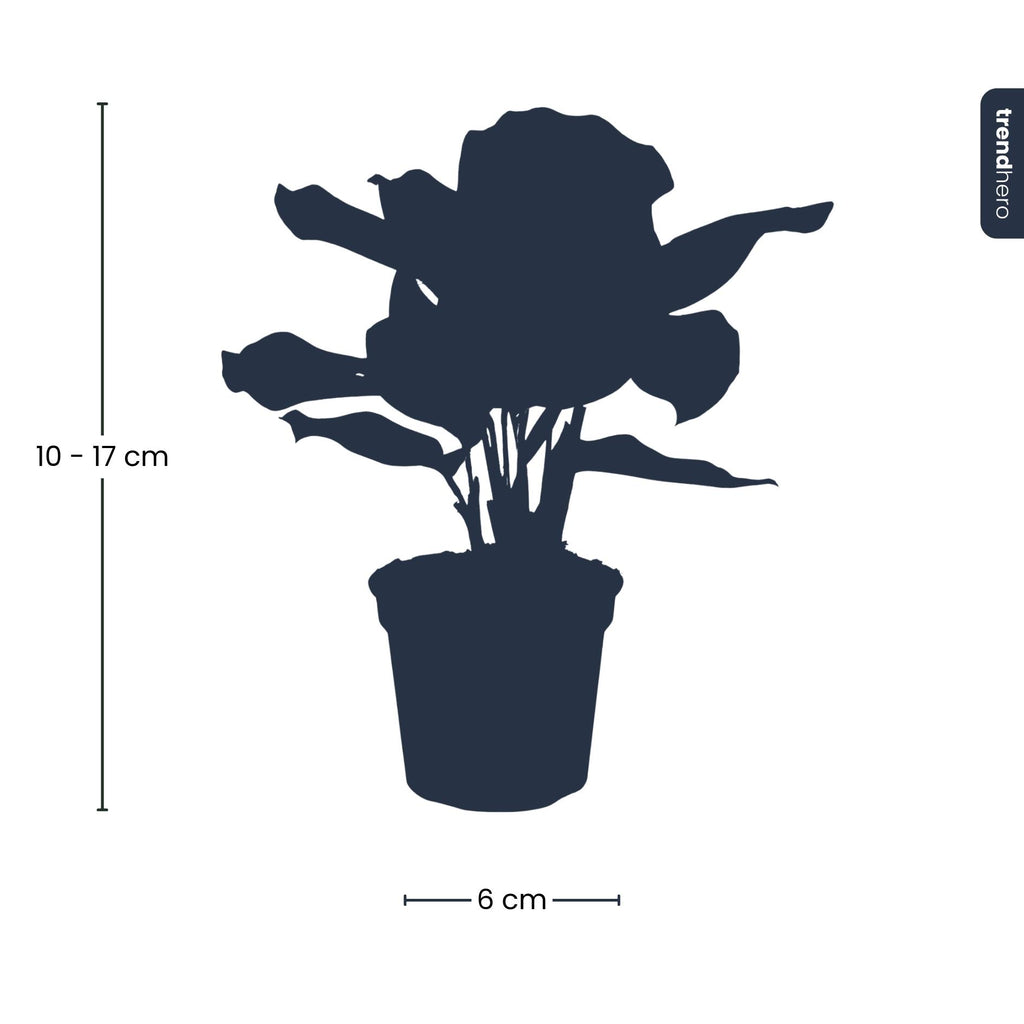 Calathea makoyana – Ø6 cm