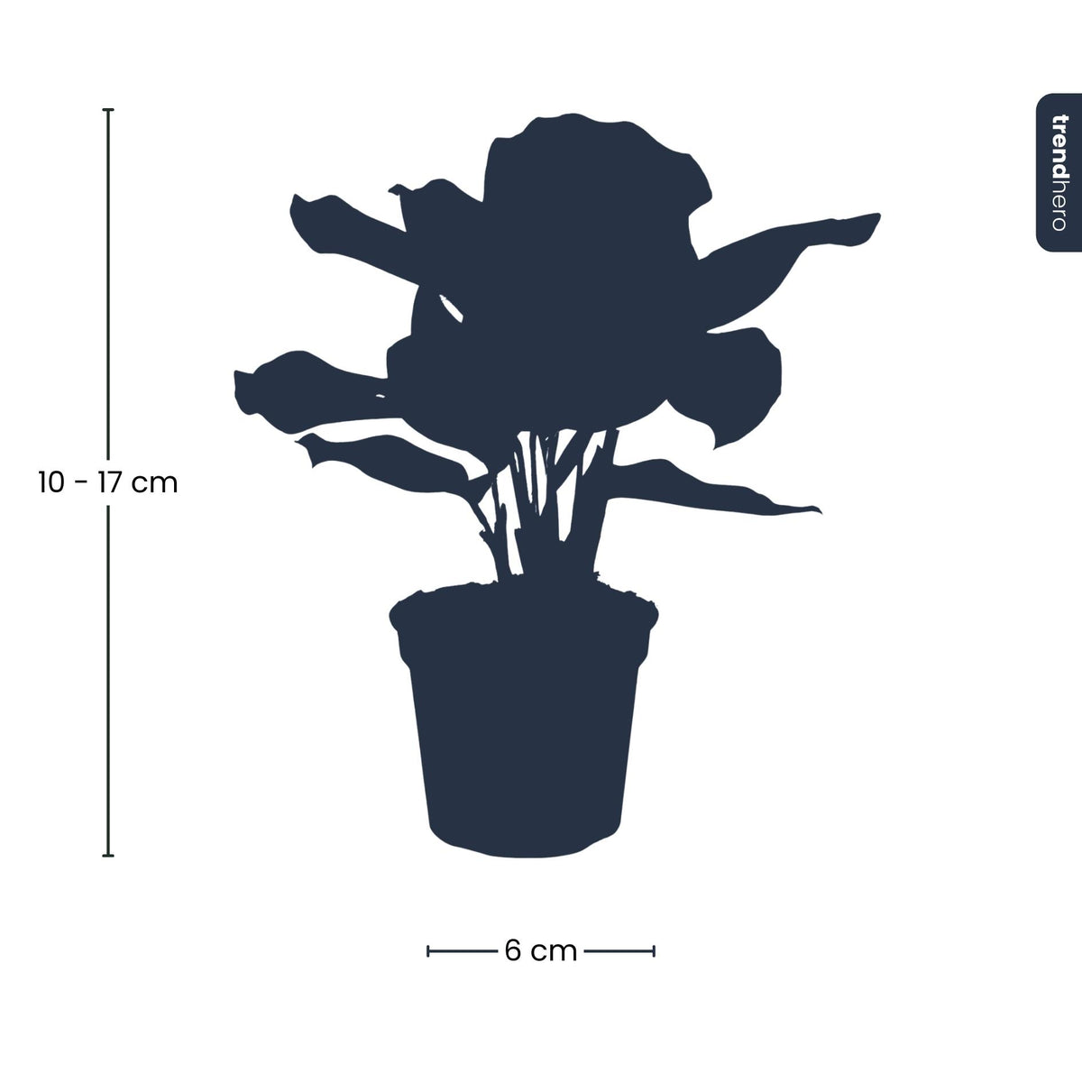 Calathea makoyana – Ø6 cm
