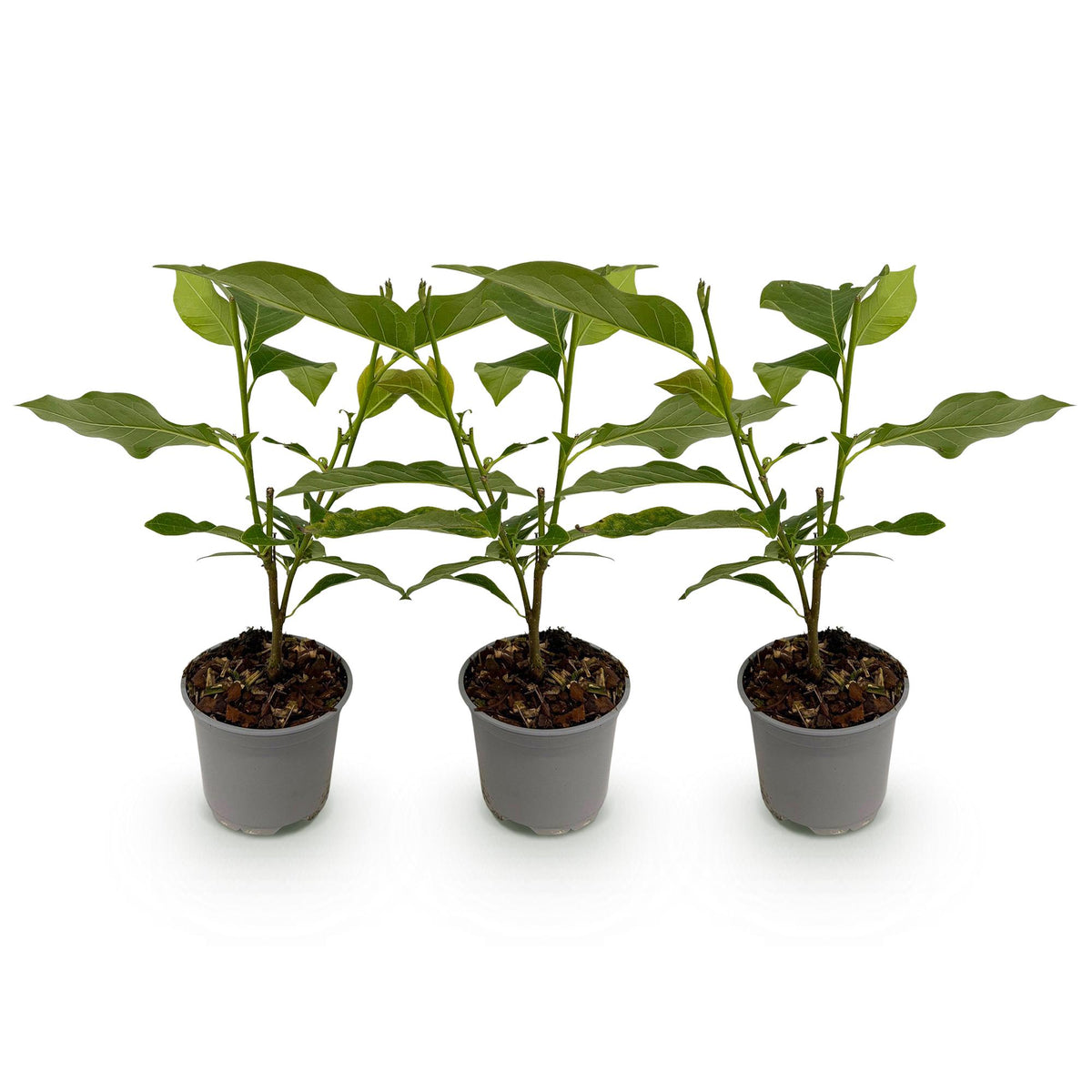 Magnolie 'Betty' – weiß – 3 Pflanzen, Ø 12 cm, 30 cm hoch – Bild 2