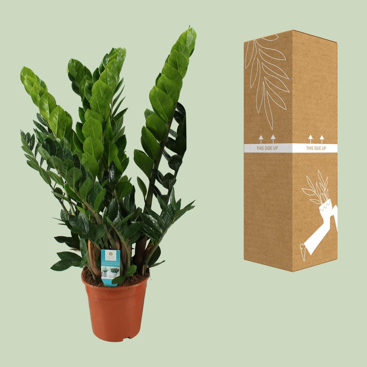 Zamioculcas zamiifolia (zz-plant) – Ø21 cm, 80 cm hoog