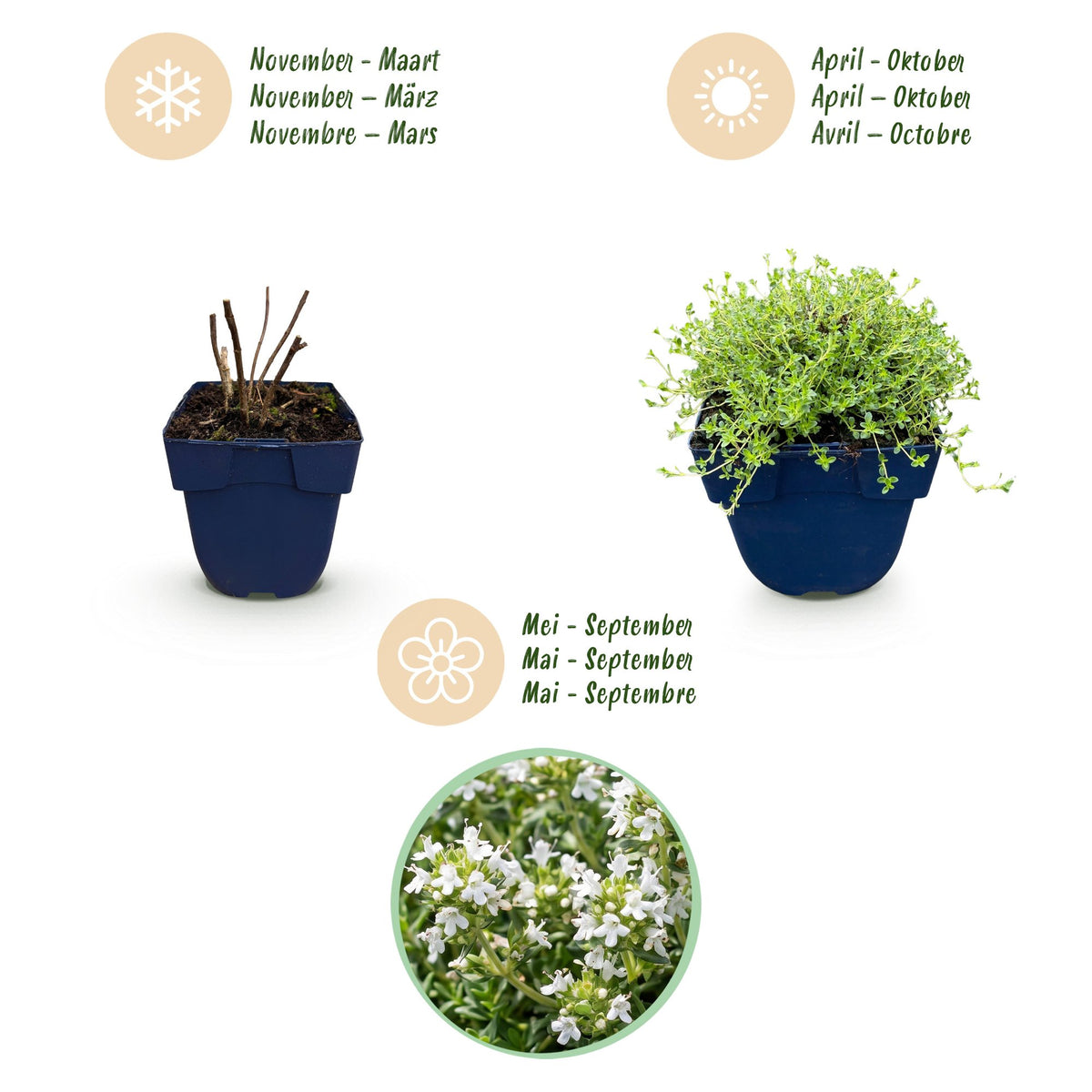 Thymus praecox 'Albiflorus' (witte kruiptijm) – 6 planten, Ø11 cm, 15–25 cm hoog