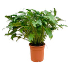 Philodendron Xanadu – Ø 35 cm, 100 cm hoch