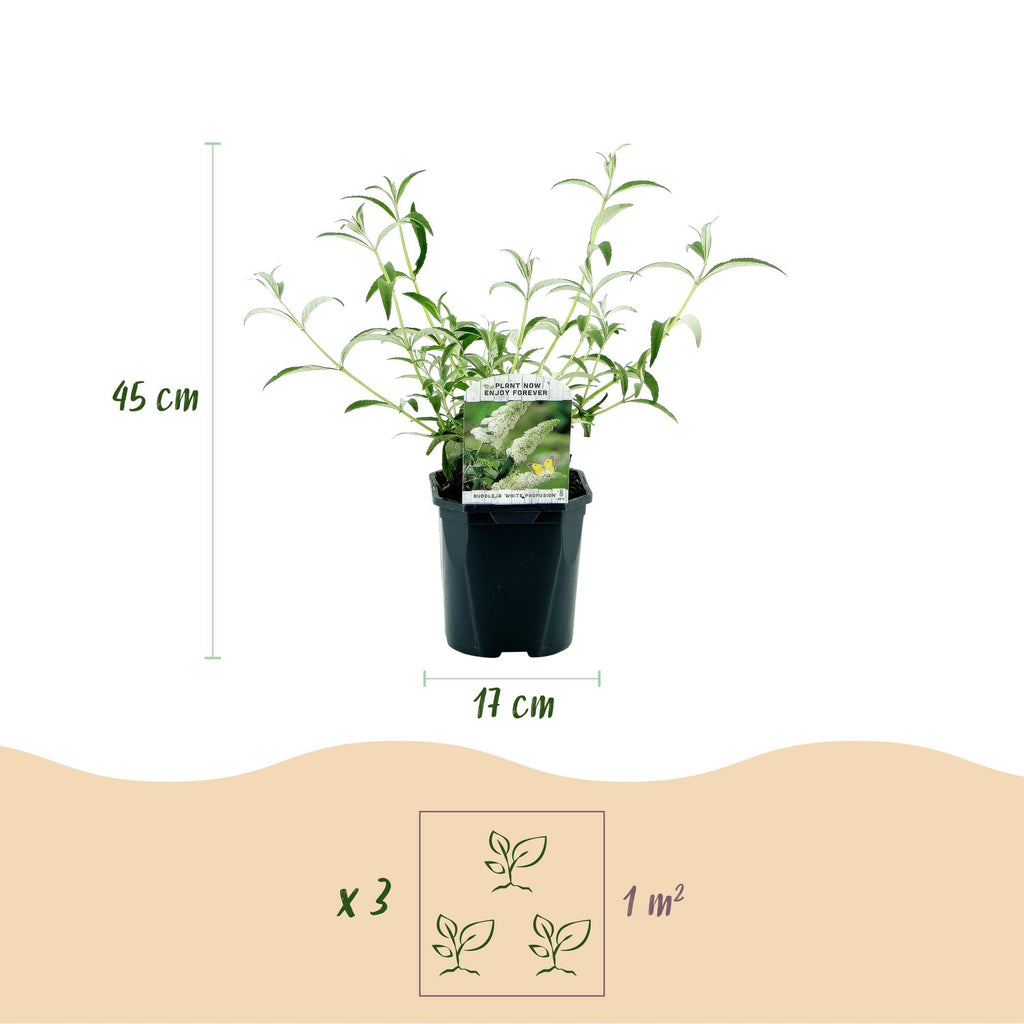 Buddleja davidii 'White Profusion' (vlinderstruik) – wit – Ø17 cm, 45 cm hoog