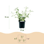 Buddleja davidii 'White Profusion' (vlinderstruik) – wit – Ø17 cm, 45 cm hoog