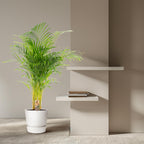Areca palm (Dypsis) – Ø21 cm, 130 cm hoog