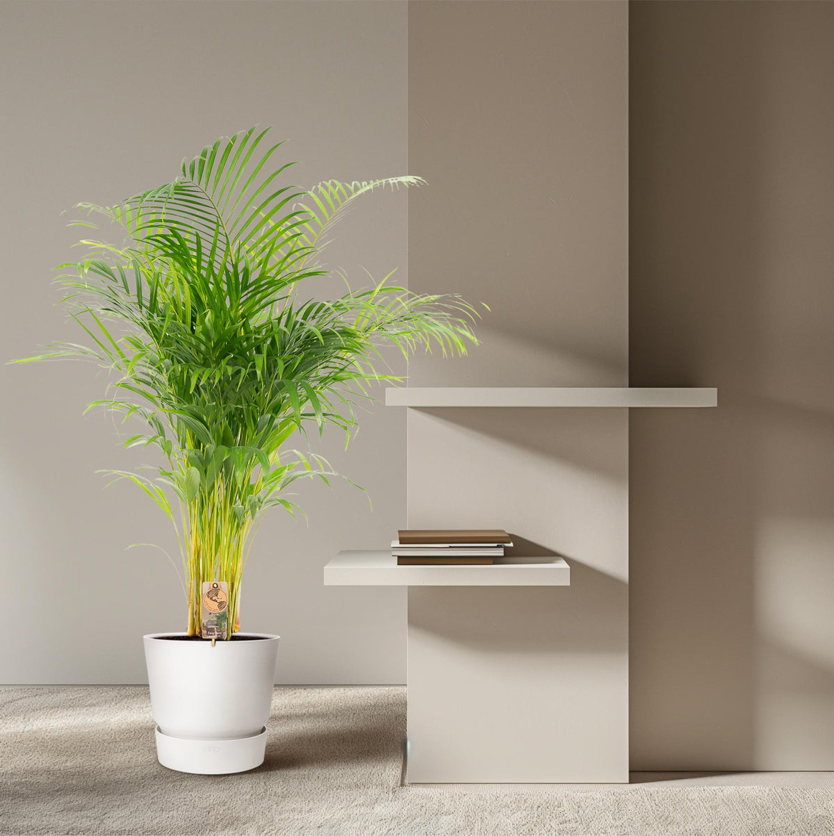 Areca palm (Dypsis) – Ø21 cm, 130 cm hoog
