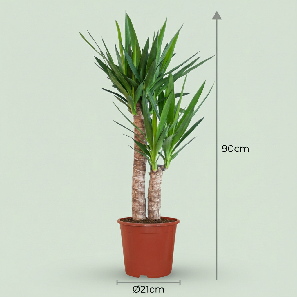 Yucca elephantipes – Ø21 cm, 80–90 cm hoog