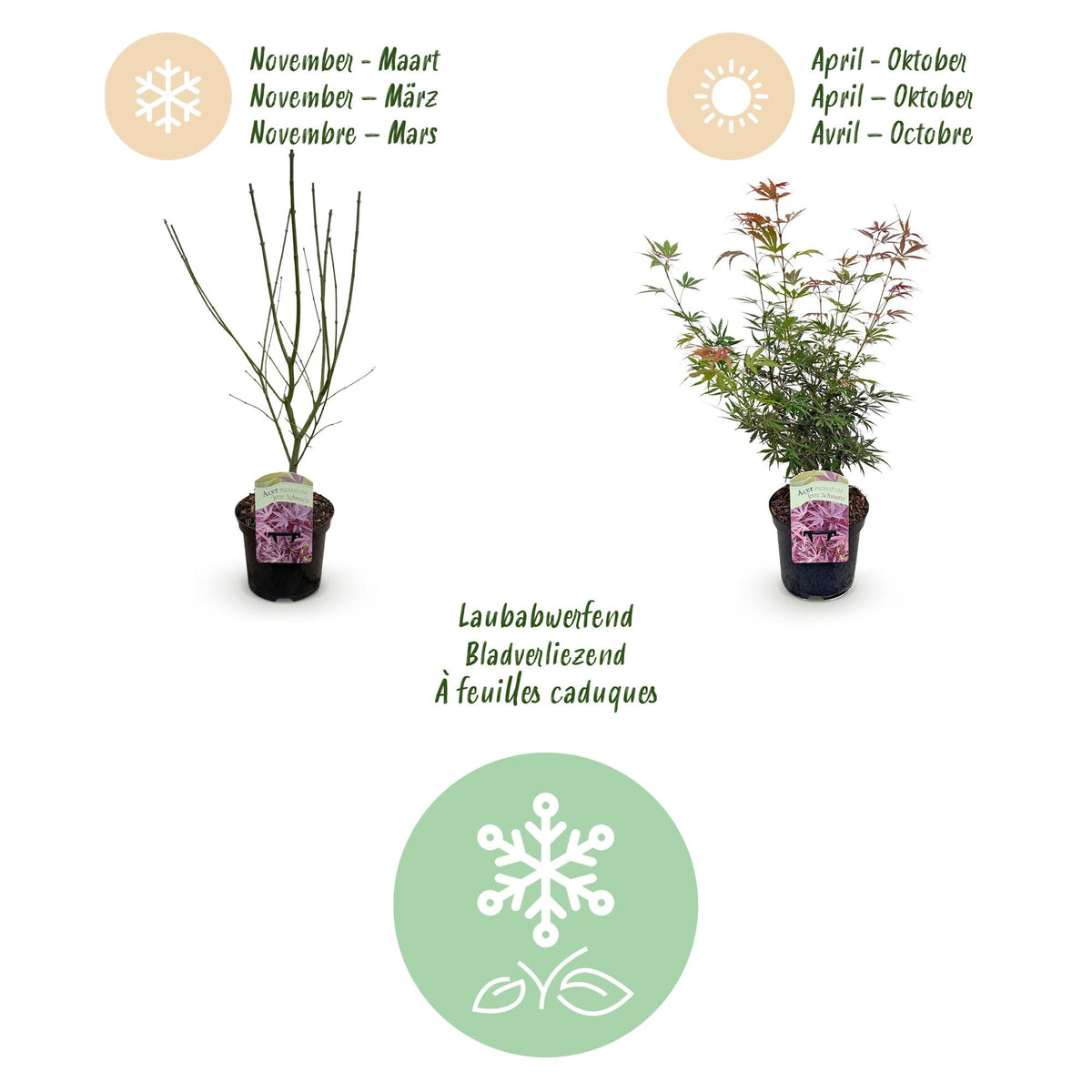 Acer palmatum 'Jerre Swarts' (donker rood) – donkerrood – 2 planten, Ø19 cm, 70 cm hoog