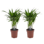 2× Areca lutescens (Dypsis) – Ø12 cm, 45 cm de haut