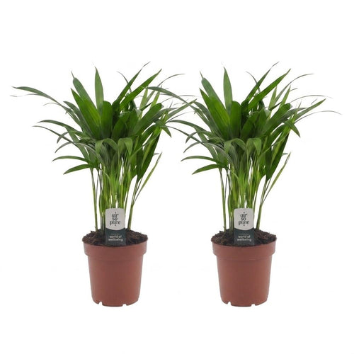 2× Areca lutescens (Dypsis) – Ø12 cm, 45 cm high