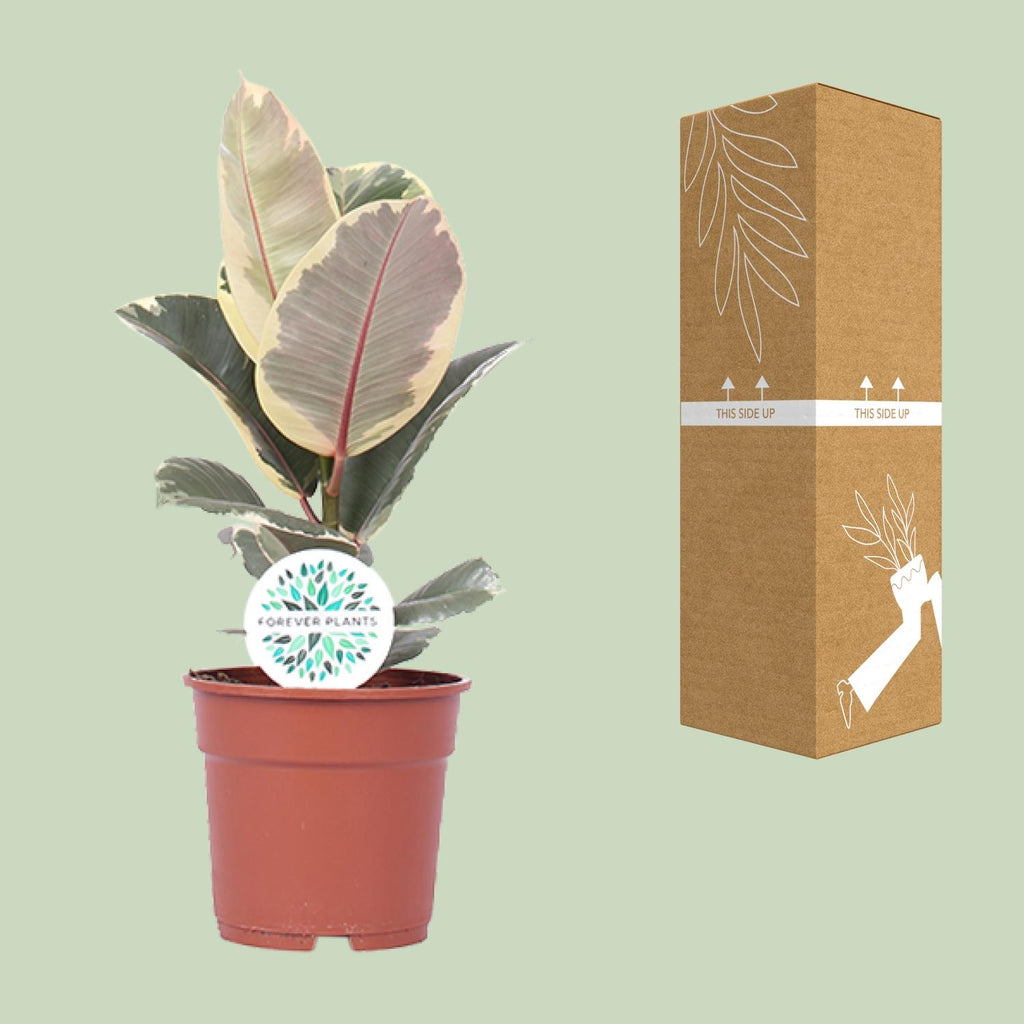 Ficus elastica Tineke (plante caoutchouc) – Ø17 cm, 50 cm de haut