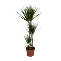 Dracaena marginata (dragetræ) – Ø21 cm, 120 cm høj – art. 9683