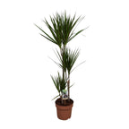Dracaena marginata (dragetræ) – Ø21 cm, 120 cm høj – art. 9683