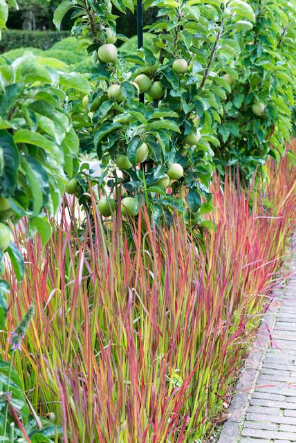Imperata cylindrica 'Red Baron' (Japanisches Blutgras) – 60 Pflanzen, Ø9 cm, 10–25 cm hoch – Bild 5