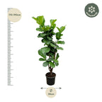 Ficus lyrata ramifié (ficus lyre) – Ø27 cm, 120 cm de haut
