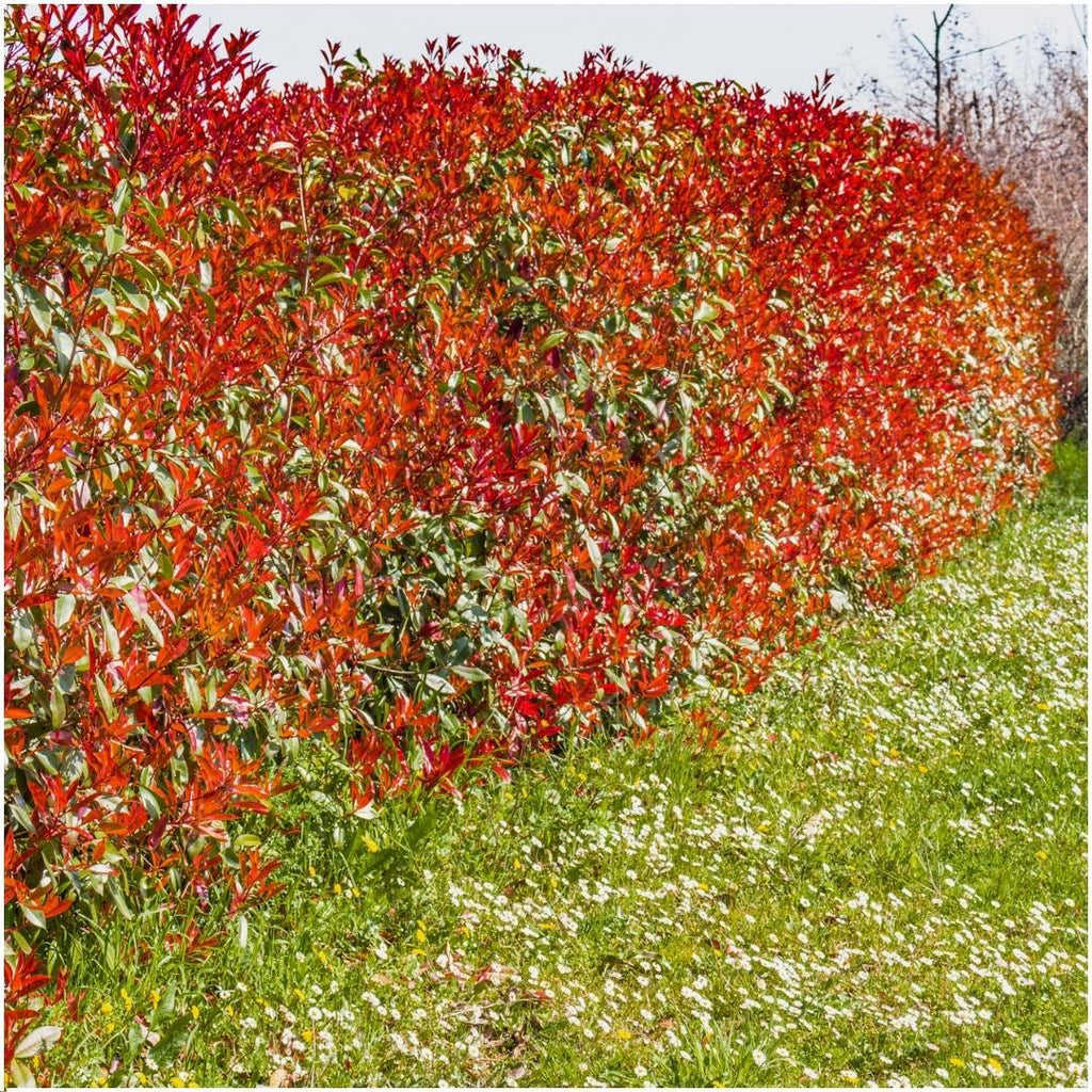 Photinia fraseri 'Red Robin' (glossy photinia) – 6 plants, 25 cm high – photo 2