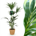 Howea forsteriana (palmier Kentia) avec panier – Ø21 cm, 120–130 cm de haut