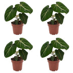 4× Philodendron gloriosum – Ø12 cm, 25 cm de haut
