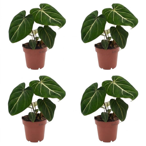 4× Philodendron gloriosum – Ø12 cm, 25 cm hoch
