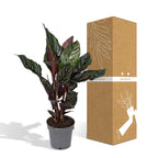 Calathea Ornata – Ø14 cm, 50 cm høj