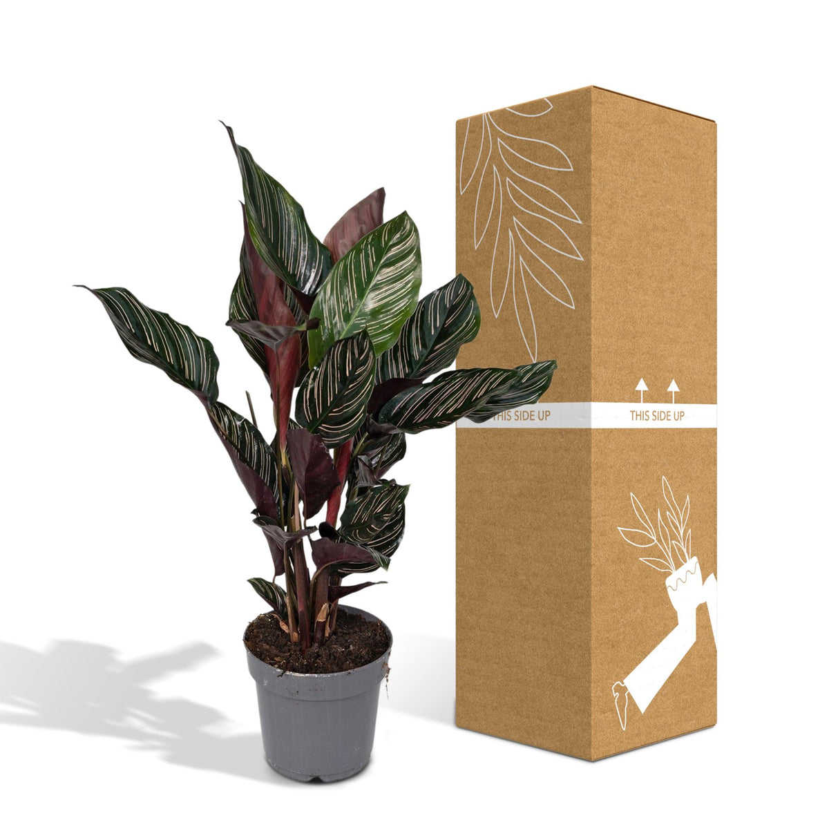 Calathea Ornata – Ø14 cm, 50 cm høj