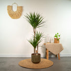Dracaena marginata (arbre dragonnier) – Ø21 cm, 110 cm de haut