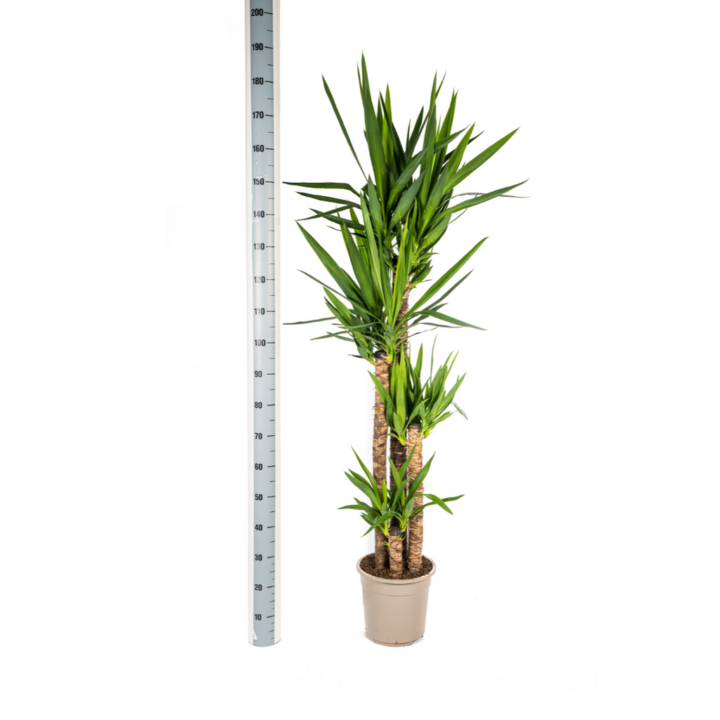 Yucca elephantipes – Ø27 cm, 150–170 cm hoog