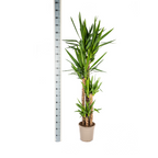 Yucca elephantipes – Ø27 cm, 150–170 cm hoog