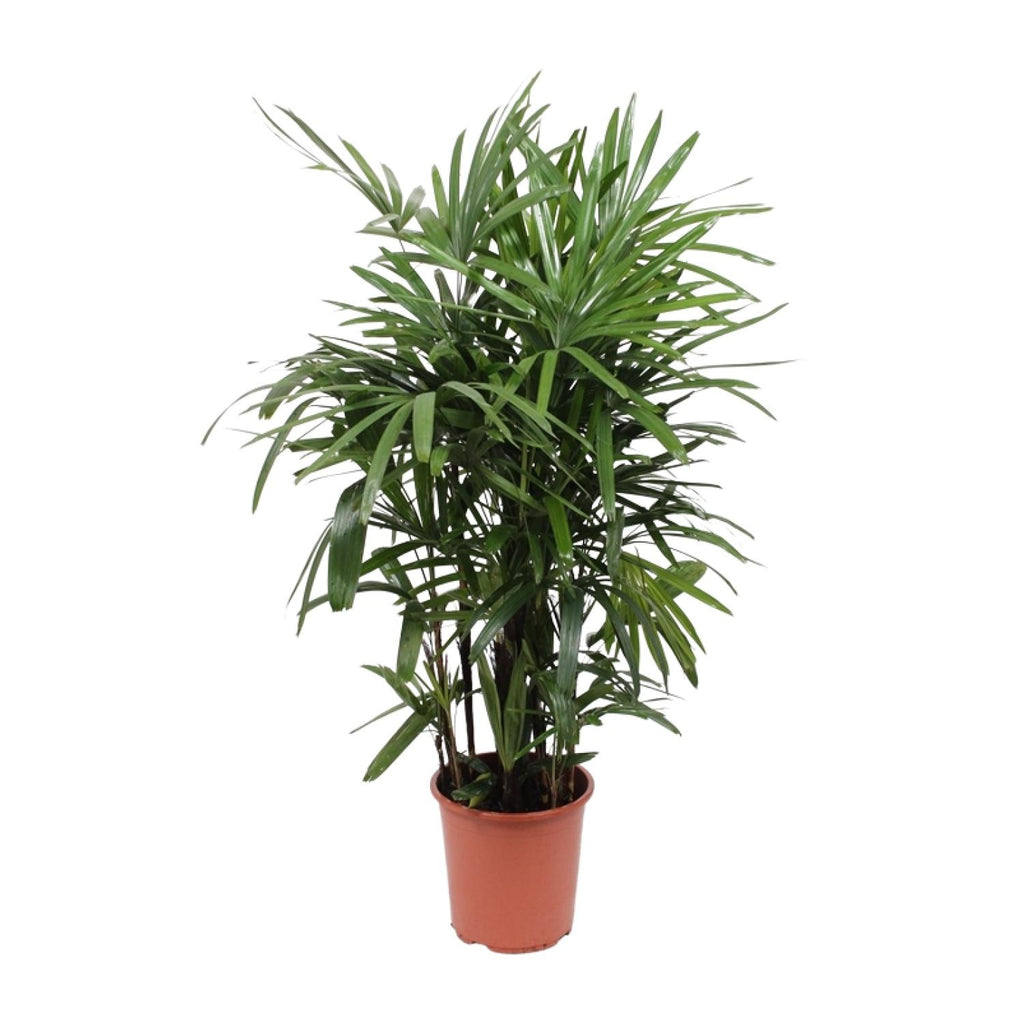 Rhapis Excelsa (Rhapis-Palme) – Ø 27 cm, 120 cm hoch