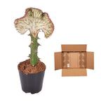 Euphorbia lactea Cristata rot – Ø 12 cm, 35 cm hoch