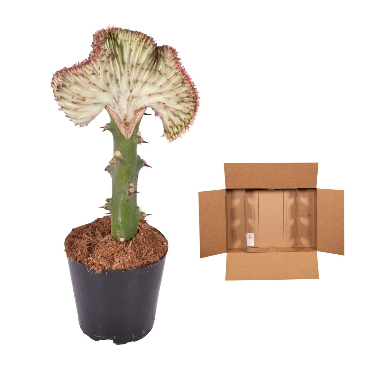 Euphorbia lactea Cristata rood – Ø12 cm, 35 cm hoog