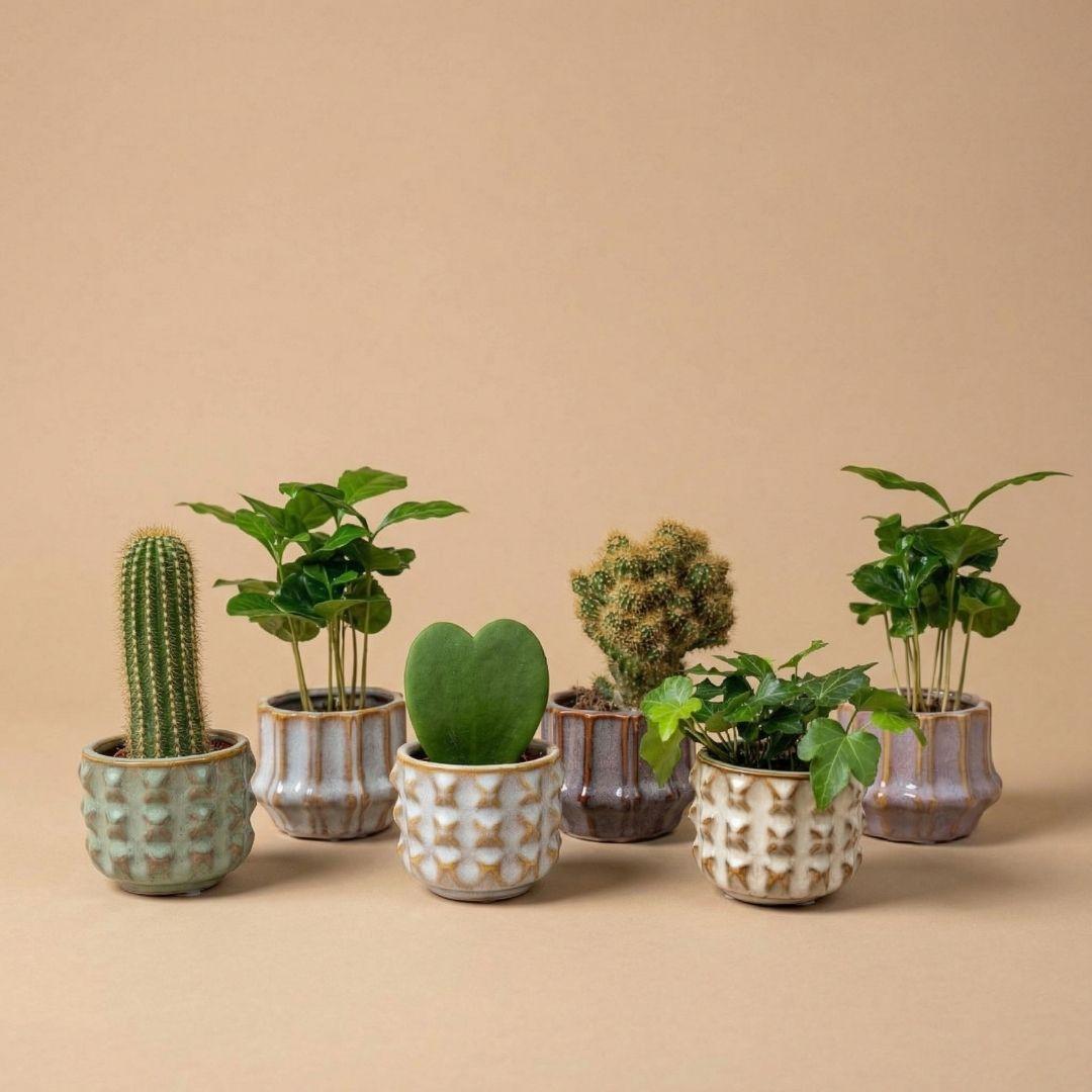 Lot de 6 cactus en pots San Juan – Ø 6 cm